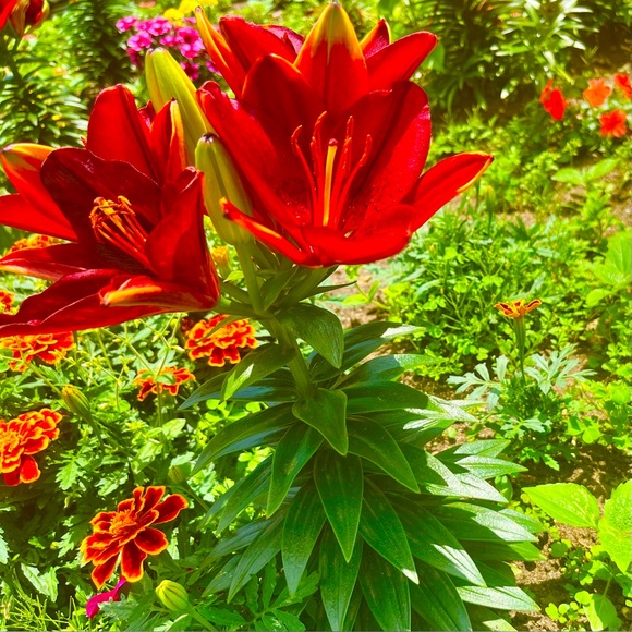 🌻 Your Satisfaction Matters 🌻 - Picture 4 of 4